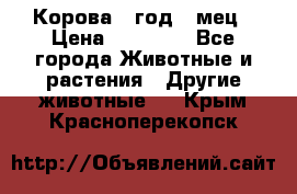 Корова 1 год 4 мец › Цена ­ 27 000 - Все города Животные и растения » Другие животные   . Крым,Красноперекопск